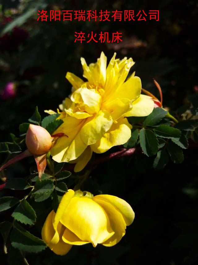 1587021399869501.png 圖片12.png